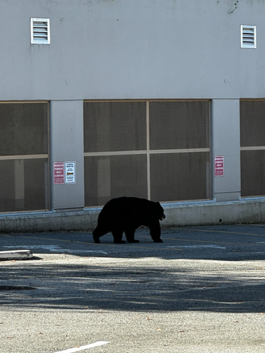 Black Bear sighting near Lonsdale Ave