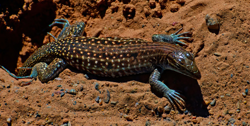 Chihuahuan Spotted Whiptail, Rio Rancho, NM, USA, photo 6 of 10