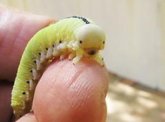 Cimbicidae
