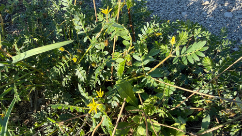 puncture vine