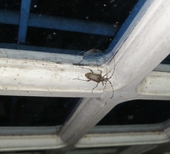 Capnolymma cingalensis