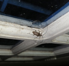 Capnolymma cingalensis