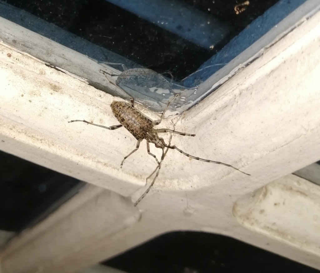 Capnolymma cingalensis