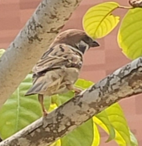 Eurasian Tree Sparrow