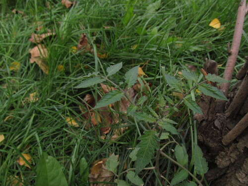 Наблюдение на iNaturalist