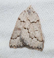 Amelora goniota