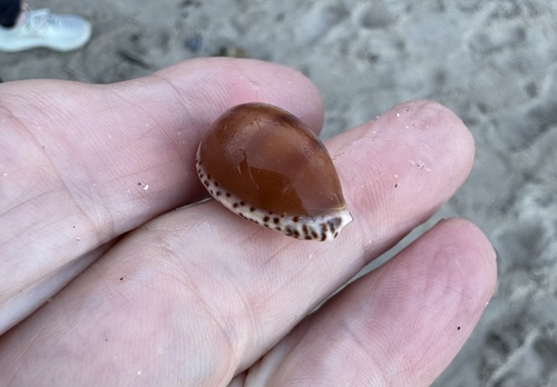 Notocypraea comptonii observed 2026-09-23