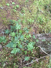 Heuchera micrantha diversifolia