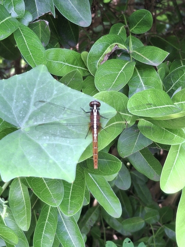 Rufous Marsh Glider