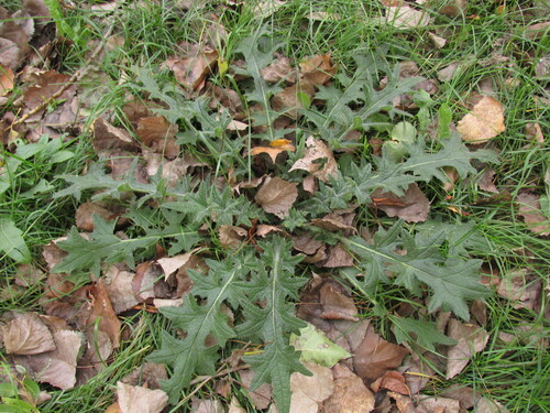 Наблюдение на iNaturalist