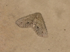 Hypobleta cymaea