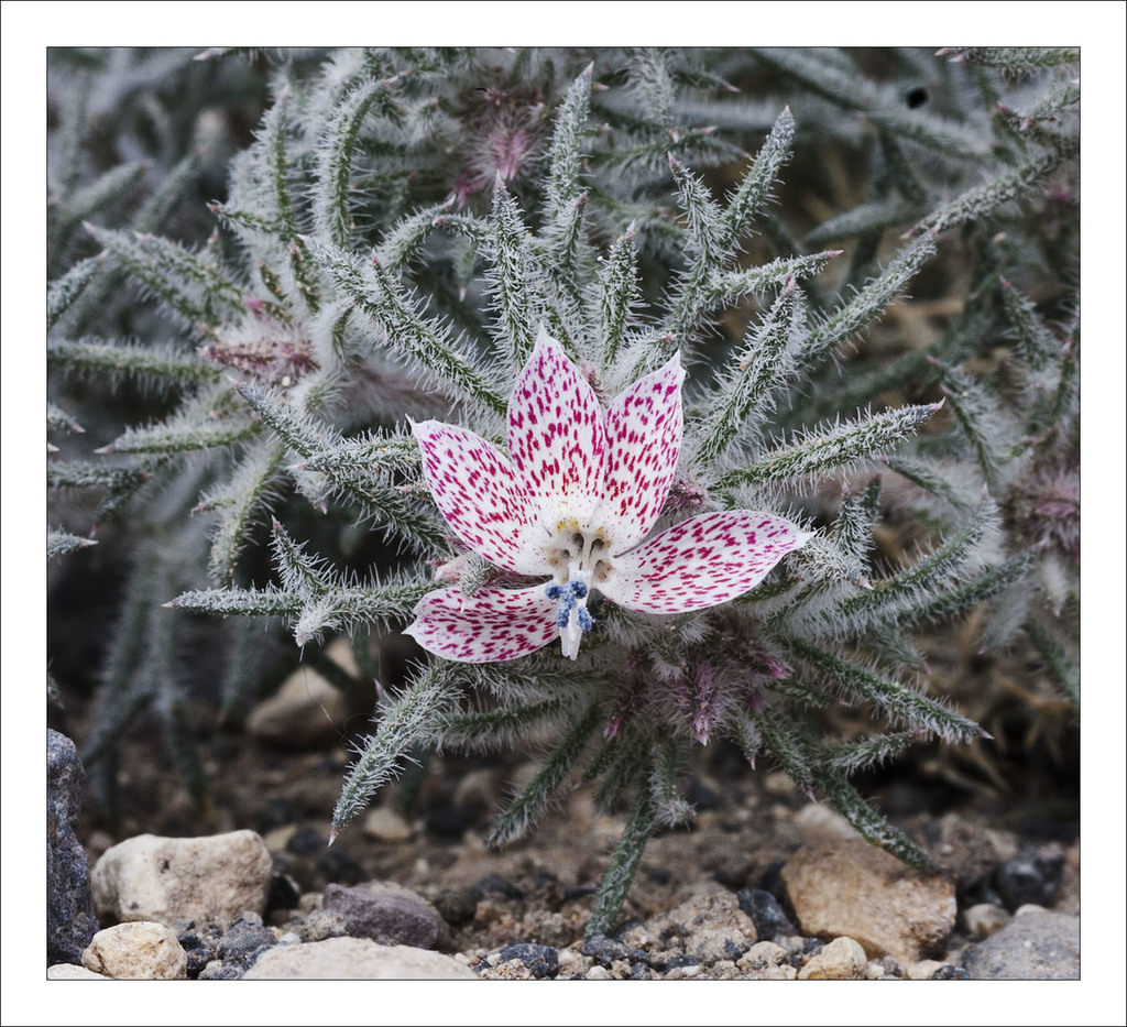 Havard's Ipomopsis
