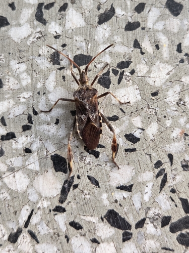 Western Conifer Seed Bug