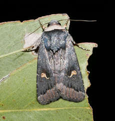 Proteuxoa cinereicollis