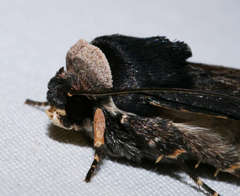 Proteuxoa cinereicollis