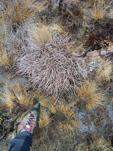 Astelia graminea (Astelia graminea)