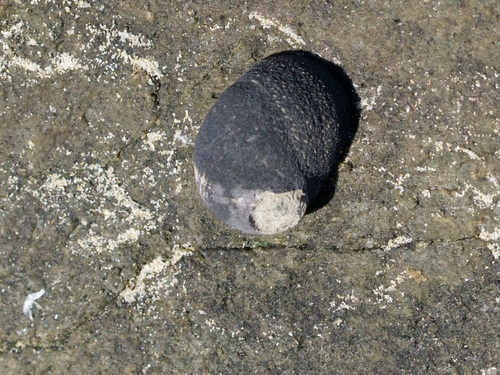 Nerita lineata observed 2026-09-23