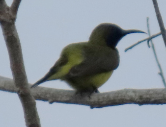 Ornate Sunbird