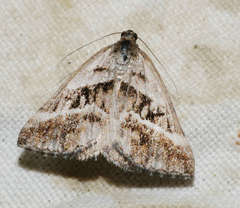 Dichromodes stilbiata