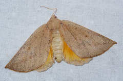 Mnesampela heliochrysa