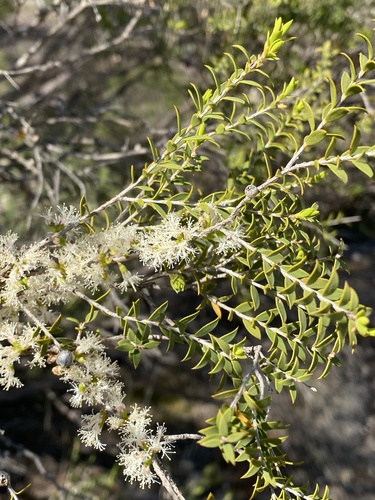 Melaleuca acuminata observed 2026-09-28