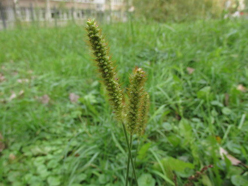 Наблюдение на iNaturalist