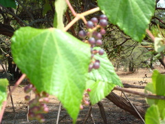 Vitis peninsularis