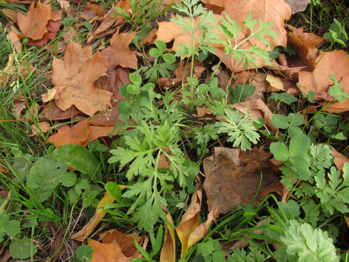 Наблюдение на iNaturalist