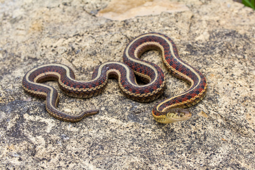 Red-sided Garter Snake