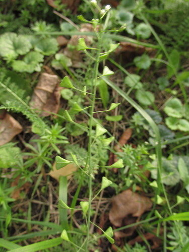 Наблюдение на iNaturalist