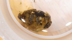 Glossosoma nigrior
