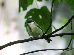 Parus major