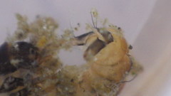 Glossosoma nigrior