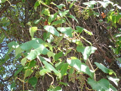 Vitis peninsularis