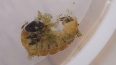 Glossosoma nigrior