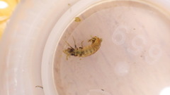 Glossosoma nigrior