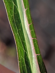 Lactuca saligna