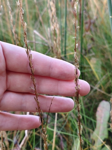 marsh arrowgrass