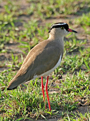 Crowned Lapwing - Photo (c) Vearl Brown, some rights reserved (CC BY-NC)