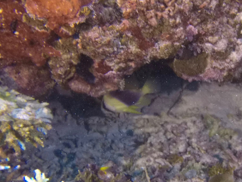 Diploprion bifasciatus