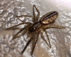 Segestria senoculata