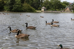 Branta canadensis