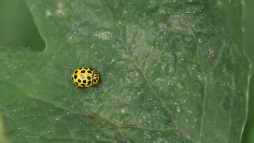 22-spot Ladybird