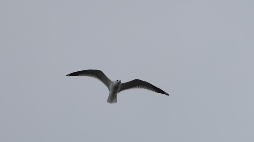 Common Gull