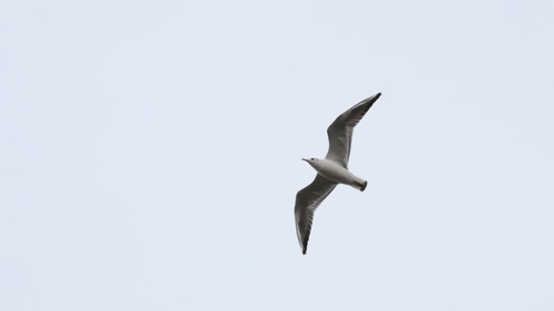 Black-headed Gull