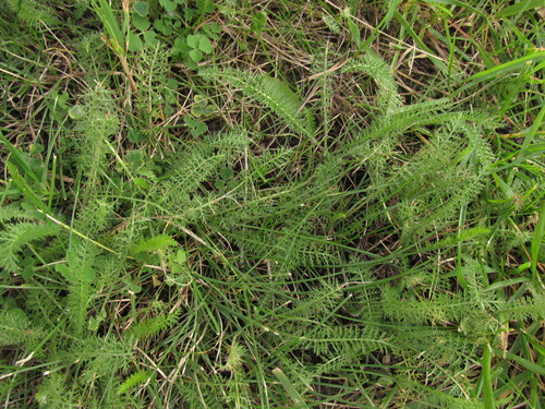 Наблюдение на iNaturalist