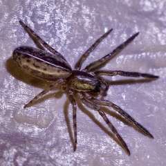 Segestria senoculata