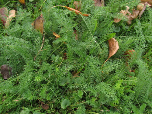 Наблюдение на iNaturalist