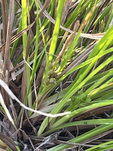 Carex breviculmis observed 2026-09-28