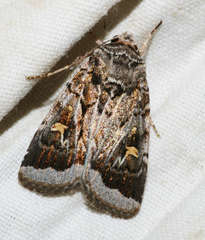 Proteuxoa oxygona